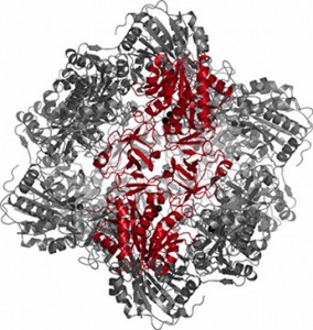 TET - dodecameric protease from P.horikoshii